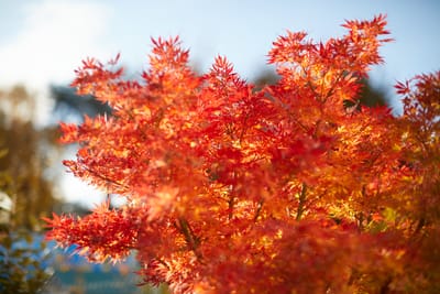 Automne 2021 - Erable